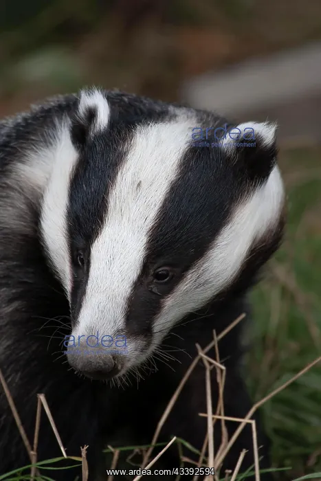 : European badger (Meles meles) adult animal portrait : European badger (Meles meles) adult animal portrait