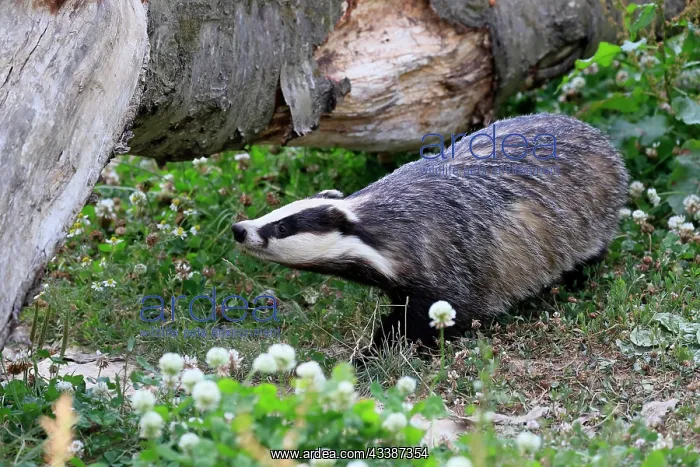 : European badger (Meles meles), adult, foraging, m : European badger (Meles meles), adult, foraging, m