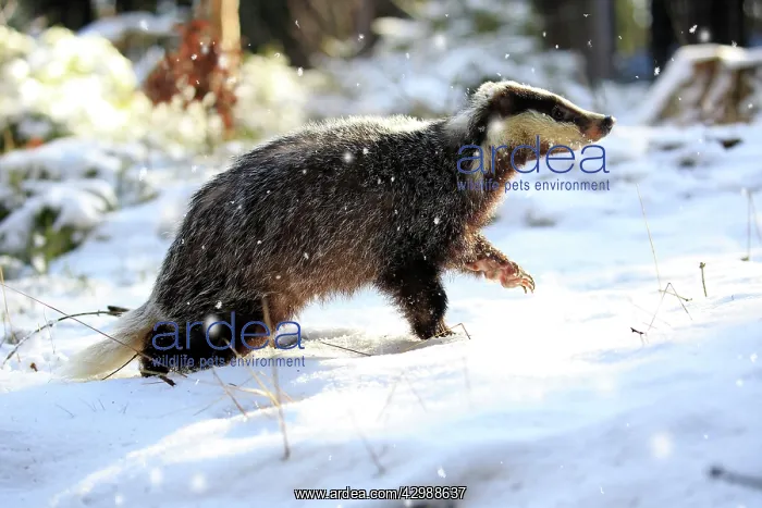: European badger (Meles meles), adult, in winter : European badger (Meles meles), adult, in winter