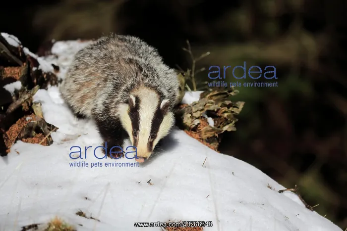 : European badger (Meles meles), adult, in winter : European badger (Meles meles), adult, in winter