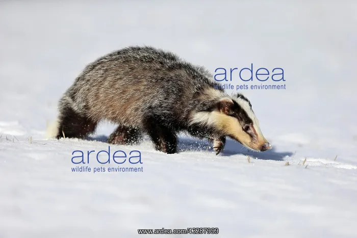  : European badger (Meles meles), adult, in winter