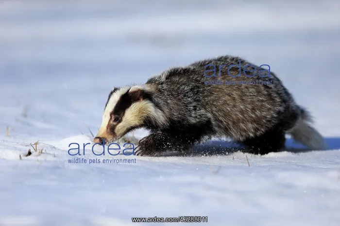 : European badger (Meles meles), adult, in winter : European badger (Meles meles), adult, in winter