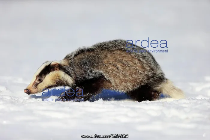 : European badger (Meles meles), adult, in winter : European badger (Meles meles), adult, in winter