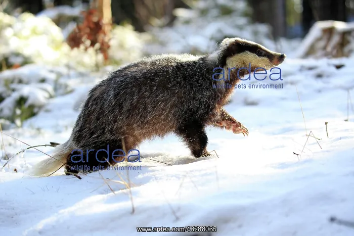 : European badger (Meles meles), adult, in winter : European badger (Meles meles), adult, in winter