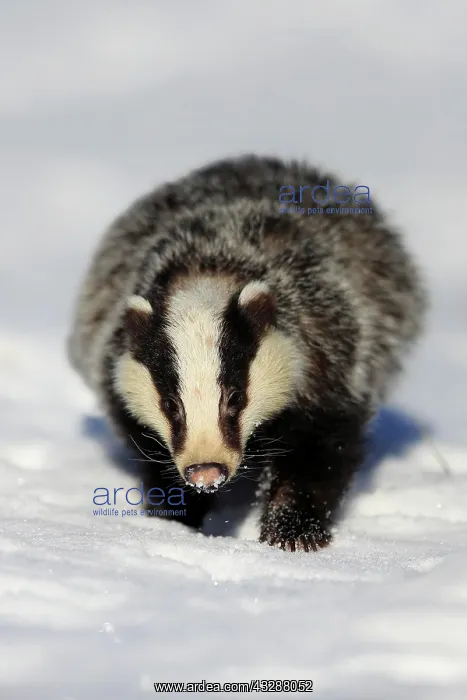 : European badger (Meles meles), adult, in winter : European badger (Meles meles), adult, in winter