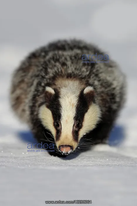 : European badger (Meles meles), adult, in winter : European badger (Meles meles), adult, in winter