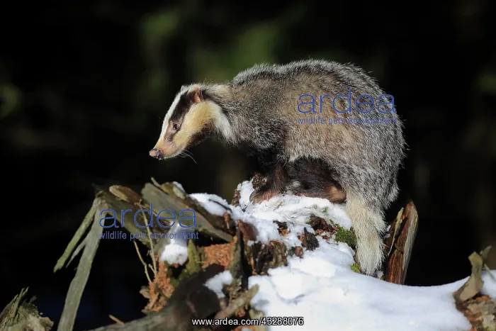 : European badger (Meles meles), adult, in winter : European badger (Meles meles), adult, in winter