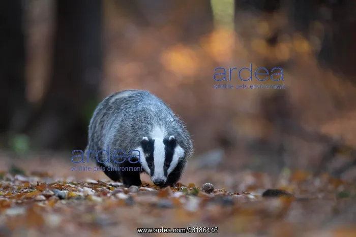: European badger (Meles meles) in autumn forest : European badger (Meles meles) in autumn forest