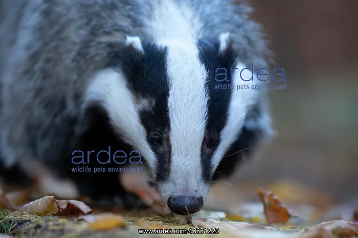 : European badger (Meles meles) in autumn forest : European badger (Meles meles) in autumn forest
