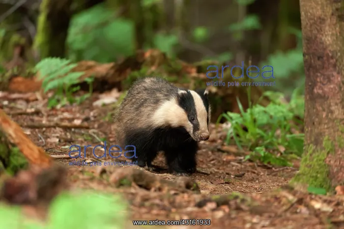 : European Badger (Meles meles) female watching : European Badger (Meles meles) female watching