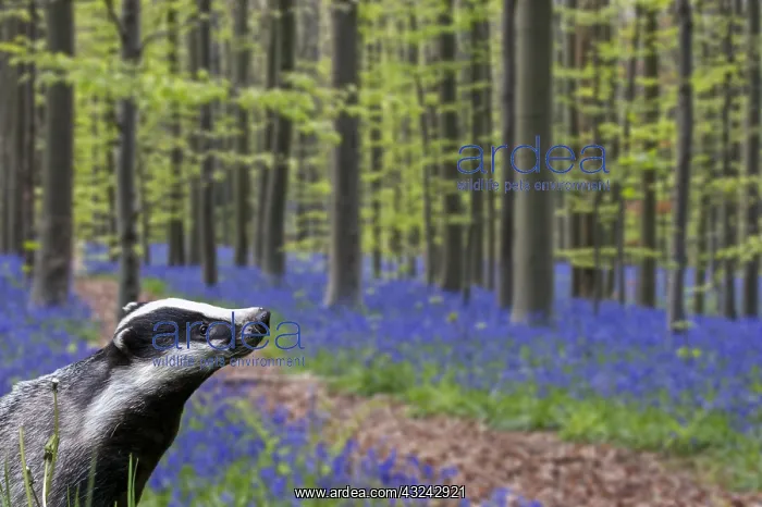  : European badger (Meles meles) foraging in beech