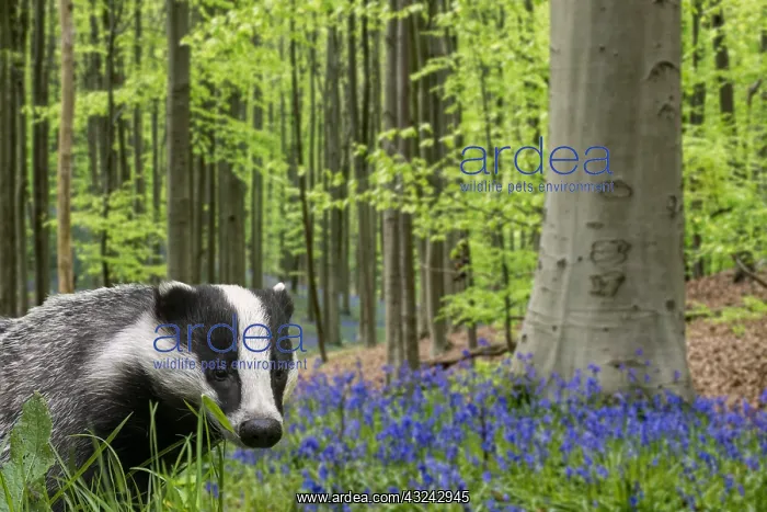 : European badger (Meles meles) foraging in beech : European badger (Meles meles) foraging in beech