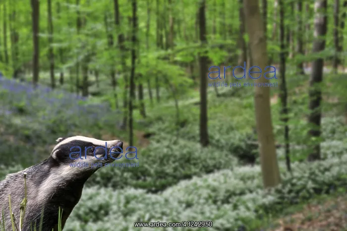 : European badger (Meles meles) foraging in beech : European badger (Meles meles) foraging in beech