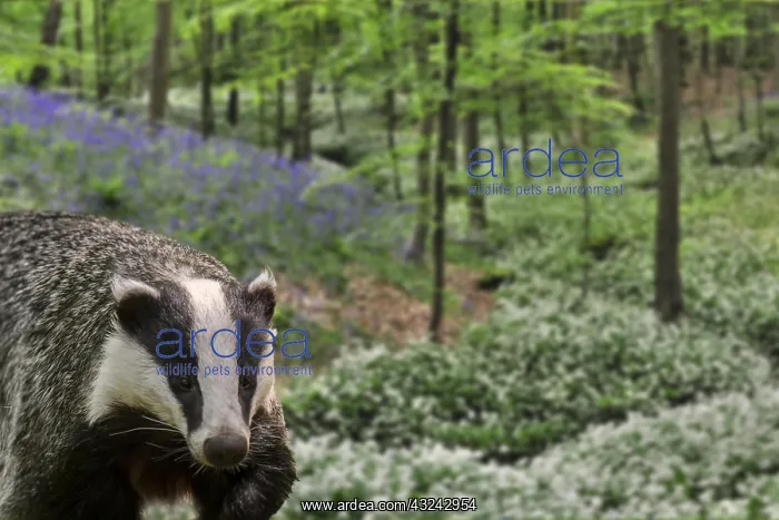  : European badger (Meles meles) foraging in beech