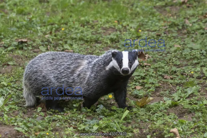 : European badger (Meles meles) foraging in grassland : European badger (Meles meles) foraging in grassland