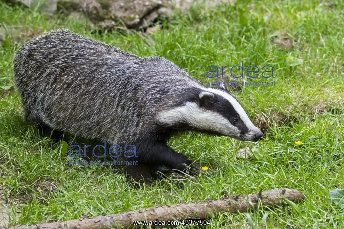 : European badger (Meles meles) foraging in grassland : European badger (Meles meles) foraging in grassland
