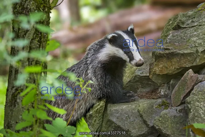 : European badger (Meles meles) foraging among pile : European badger (Meles meles) foraging among pile