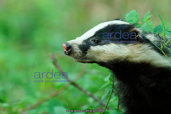 : European badger (Meles meles) in forest, Ardennes : European badger (Meles meles) in forest, Ardennes