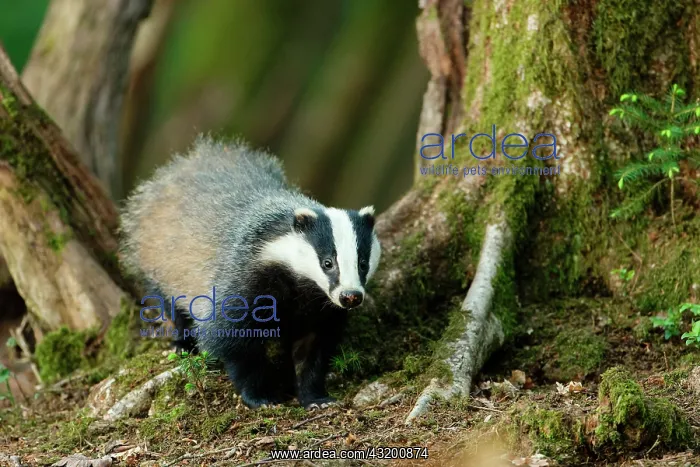 : European badger (Meles meles) in forest, Ardennes : European badger (Meles meles) in forest, Ardennes