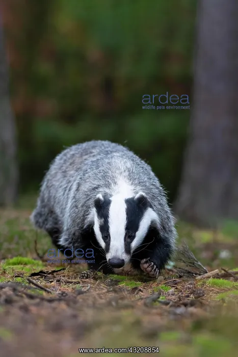 : European badger (Meles meles) in the forest, Bitburg : European badger (Meles meles) in the forest, Bitburg