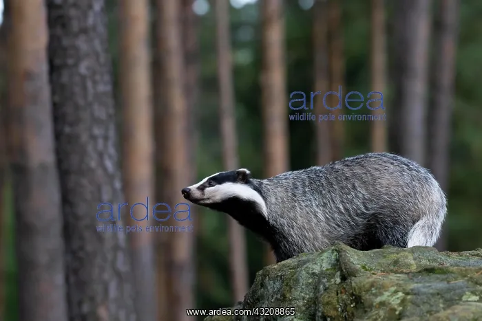 : European badger (Meles meles) in the forest, Bitburg : European badger (Meles meles) in the forest, Bitburg