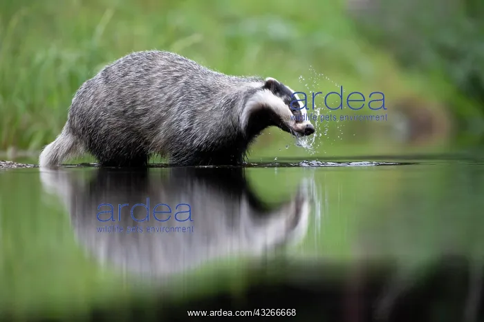 : European badger (Meles meles) at a lake with reflection : European badger (Meles meles) at a lake with reflection