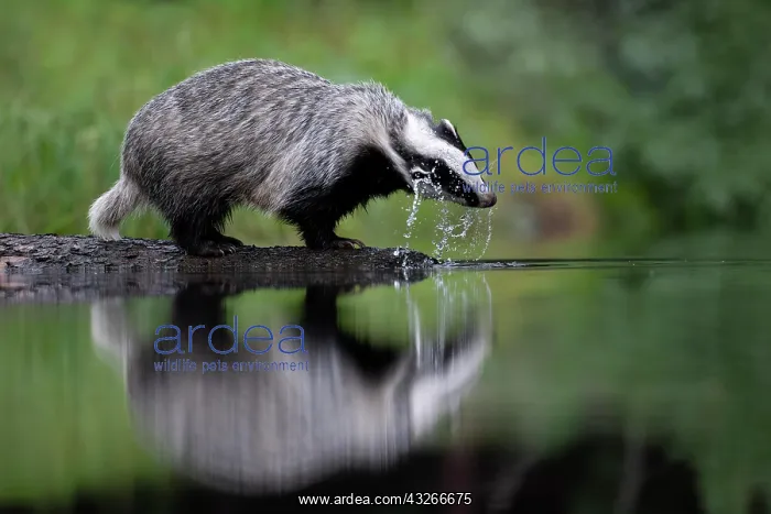 : European badger (Meles meles) at a lake with reflection : European badger (Meles meles) at a lake with reflection