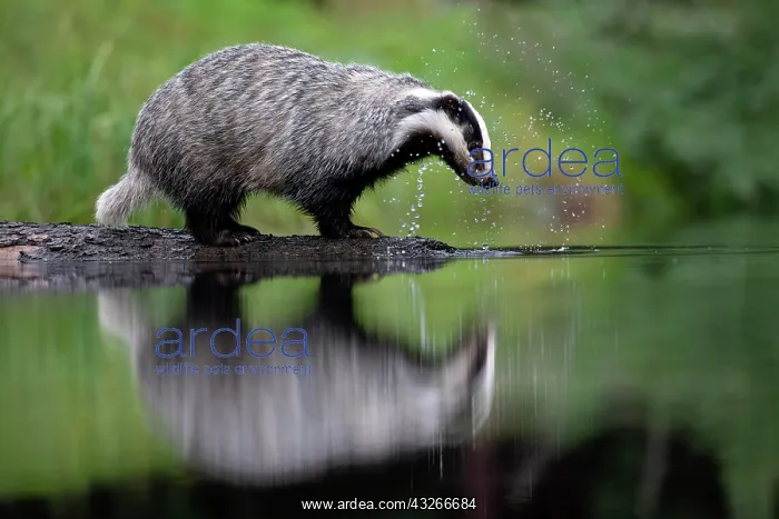 : European badger (Meles meles) at a lake with reflection : European badger (Meles meles) at a lake with reflection