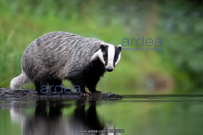 : European badger (Meles meles) at a lake with reflection : European badger (Meles meles) at a lake with reflection