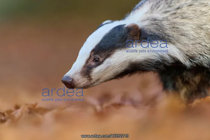 : European badger (Meles meles), looking for food : European badger (Meles meles), looking for food