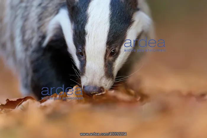 : European badger (Meles meles), looking for food : European badger (Meles meles), looking for food