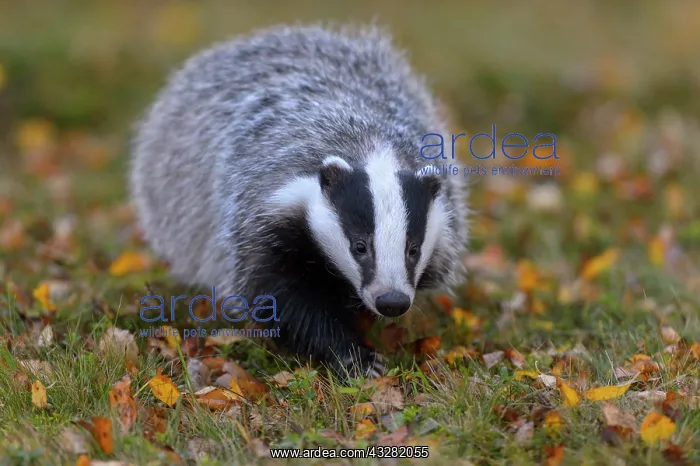 : European badger (Meles meles), meadow with autumn : European badger (Meles meles), meadow with autumn