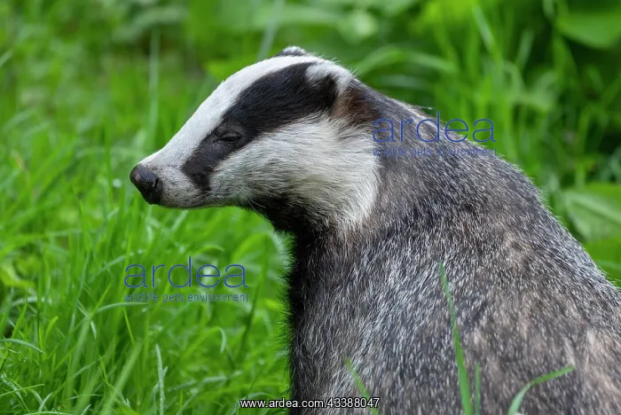  : European badger (Meles meles) portrait, captive