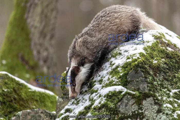 : European badger (Meles meles) on a rock in the snow : European badger (Meles meles) on a rock in the snow