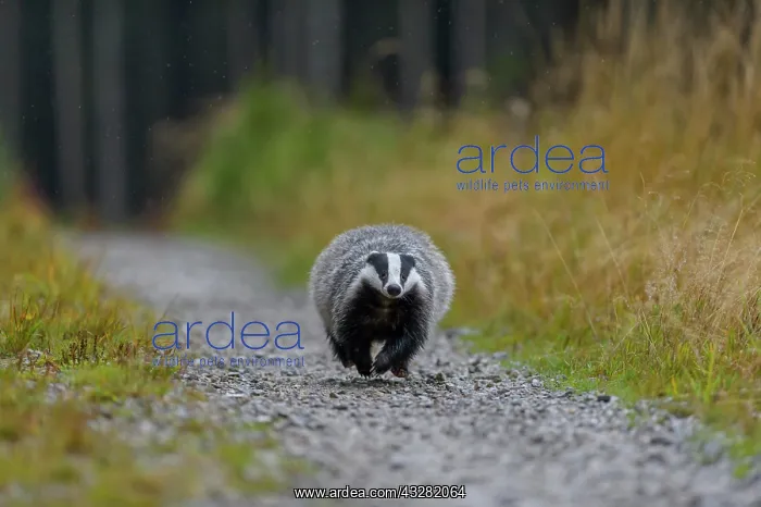 : European badger (Meles meles), runs on a forest : European badger (Meles meles), runs on a forest