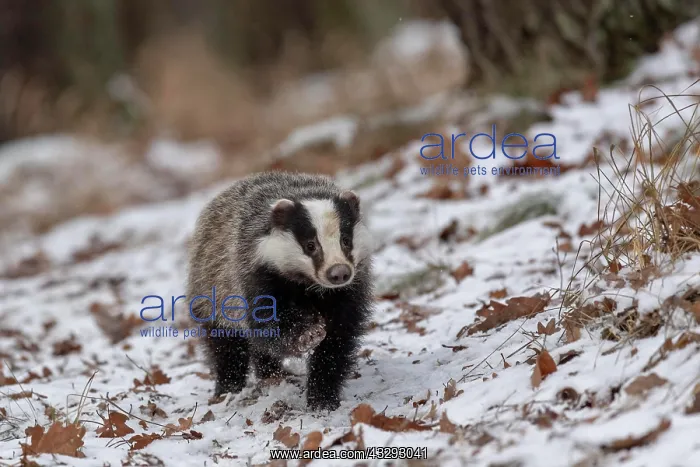 : European badger (Meles meles) runs in snow, captive : European badger (Meles meles) runs in snow, captive