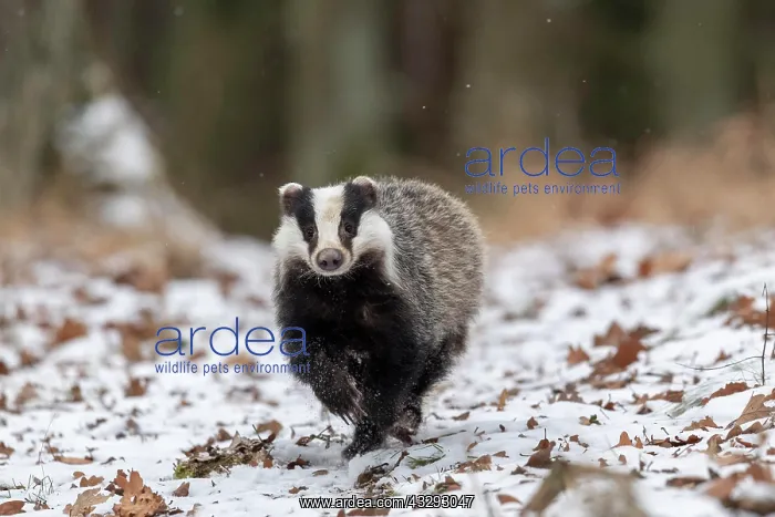 : European badger (Meles meles) runs in snow, captive : European badger (Meles meles) runs in snow, captive