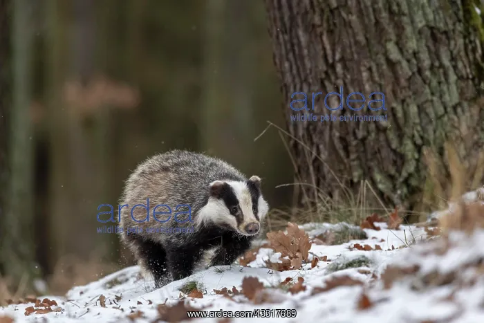 : European badger (Meles meles) runs in snow, captive : European badger (Meles meles) runs in snow, captive