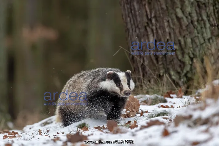 : European badger (Meles meles) runs in snow, captive : European badger (Meles meles) runs in snow, captive