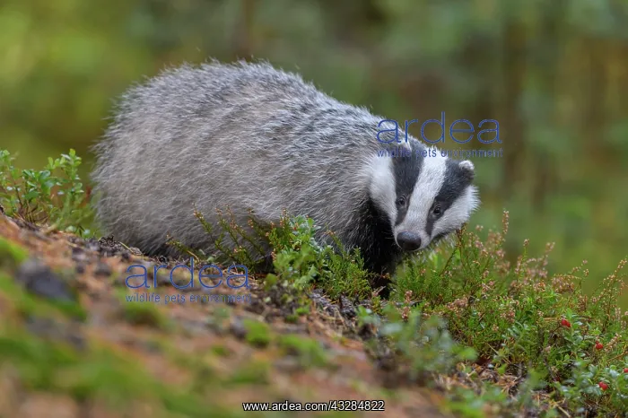 : European badger (Meles meles), searching for food : European badger (Meles meles), searching for food