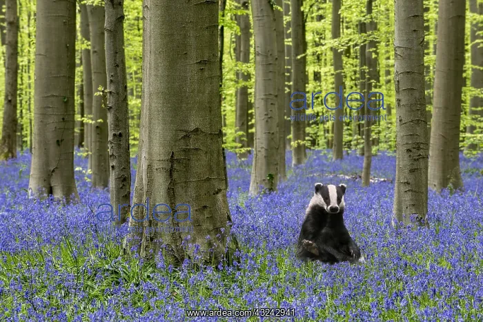 : European badger (Meles meles) sitting upright in : European badger (Meles meles) sitting upright in