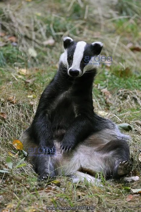 : European badger (Meles meles) sitting upright in : European badger (Meles meles) sitting upright in