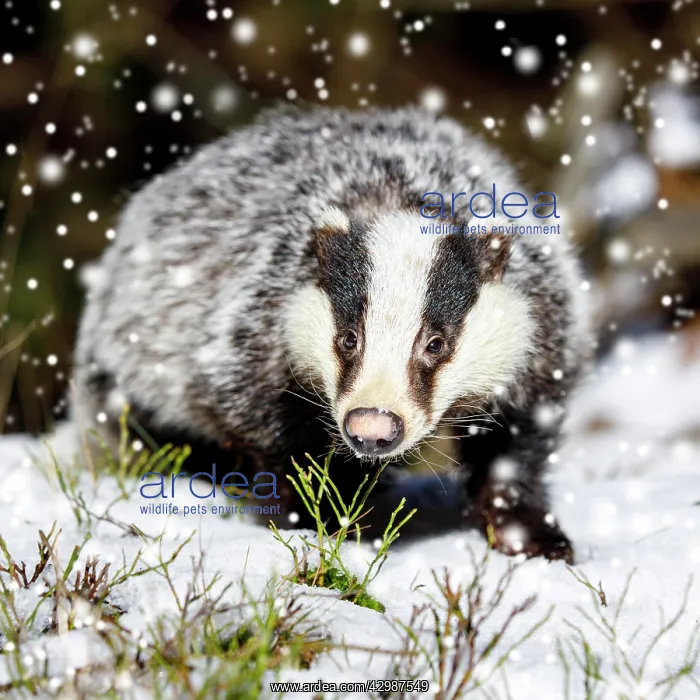 : European badger (Meles meles), in snow, winter : European badger (Meles meles), in snow, winter