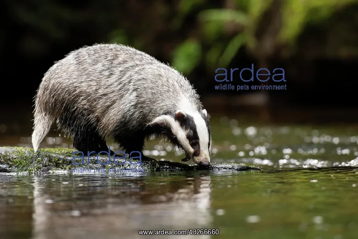 : European badger (Meles meles) at a stream, Czech : European badger (Meles meles) at a stream, Czech