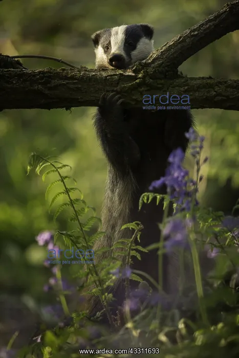 : A European Badger (Meles meles) strips the bark : A European Badger (Meles meles) strips the bark