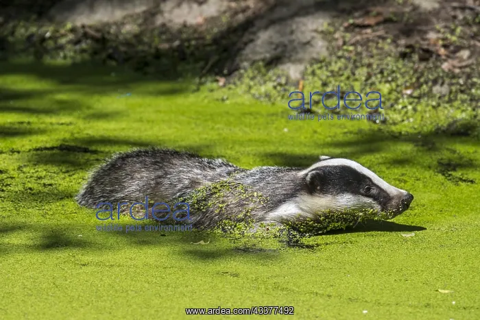 : European badger (Meles meles) swimming in water : European badger (Meles meles) swimming in water