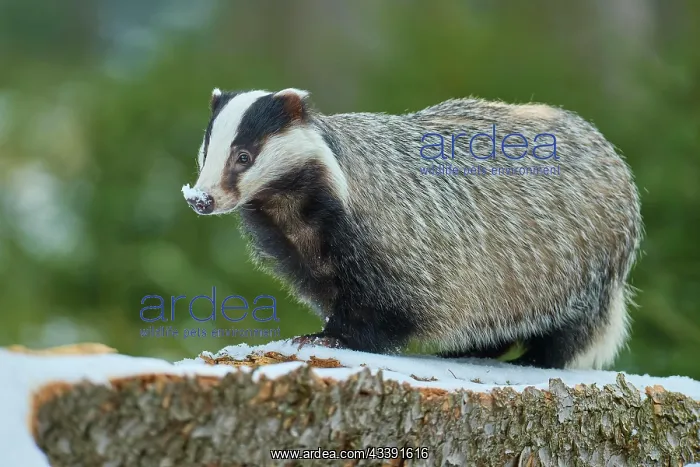 : European badger (Meles meles), on tree trunk in : European badger (Meles meles), on tree trunk in