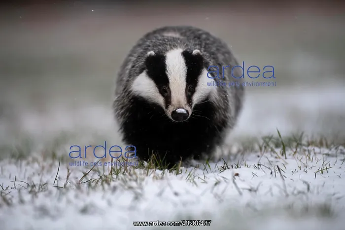 : European badger (Meles meles) in winter, running : European badger (Meles meles) in winter, running