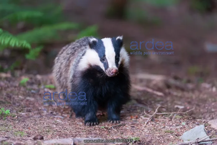 : European Badger (Meles meles) young male watching : European Badger (Meles meles) young male watching