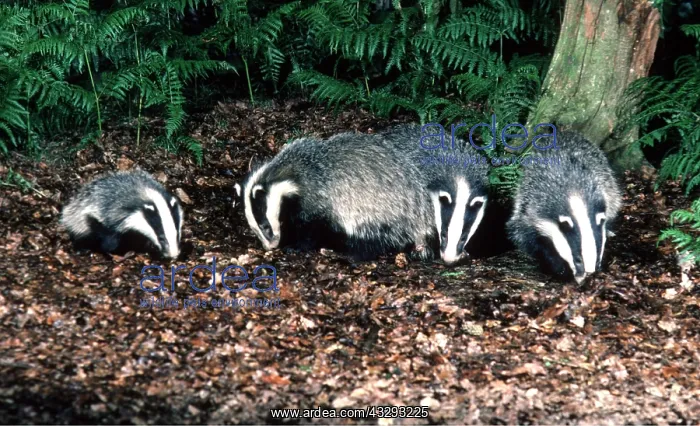 : European Badger - & three month old cub : European Badger - & three month old cub